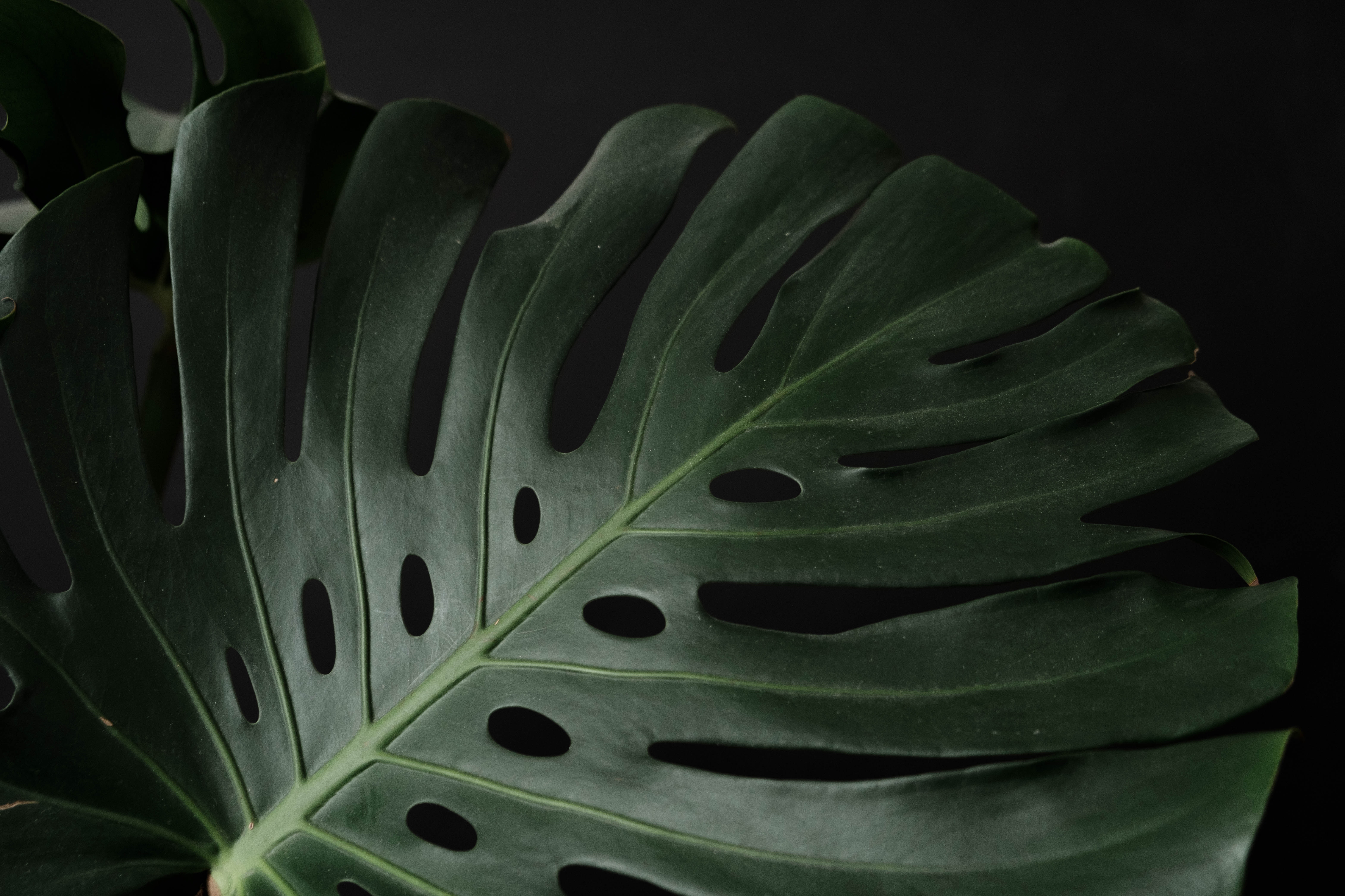 Monstera leaf over black background